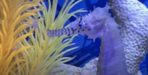 Read more about the article Ways to Feed Seahorses